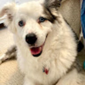 Meet your Posher, Hoody